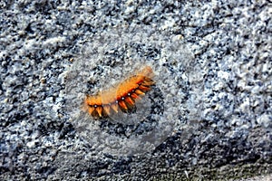 Bright orange fluffy caterpillar on the stone pavement