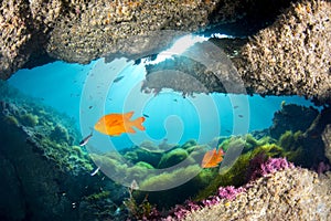 Bright orange Garibaldi under ledge