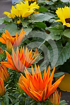 Bright orange Gazanias (Gazania rigens) in garden centre.