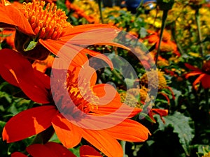 Bright orange Gerbera closeup with blurry background. selective focus.