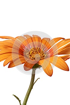 bright orange gerbera daisy flower isolated