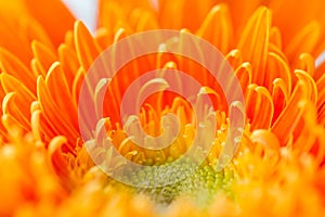 Bright Orange Gerbera flowers background