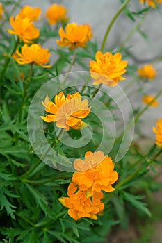 A bright orange Globe flowers of the 'Orange Princess' variety (Trollius x cultorum) in the garden