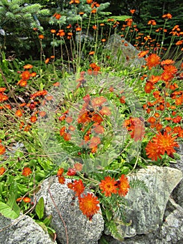 Bright orange hawkweed or fox-and-cubs flowers