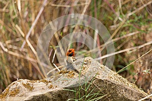 Bright orange-headed Lizard