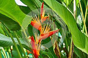 Bright Orange Heliconia Golden Torch Heliconia psittacorum x Heliconia spathocircinata in Guyana, South America