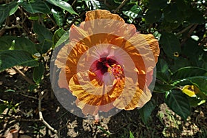 Bright orange hibiscus, close-up. Red middle, long pistil