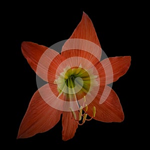 Bright orange hippeastrum flower blooming on pure black