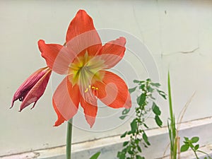 Bright orange hippeastrum flower on white background