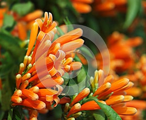 Bright Orange Honeysuckle (Lonicera photo