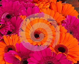 Bright Orange and Hot Pink Gerbera Daisies