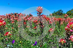 Bright Orange Indian Paintbrush Wildflowers in Texas