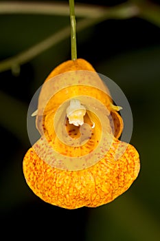 Bright orange jewel weed flower at the Belding Preserve, Connect