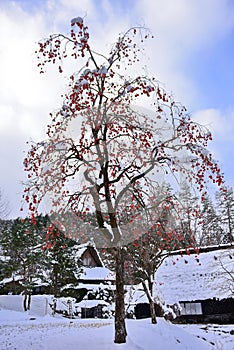 Bright orange kaki persimmons growing on a tree in winter in Japan