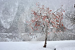 Bright orange kaki persimmons growing on a tree in winter at Shirakawa-go in Japan