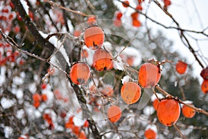 Bright orange kaki persimmons growing on a tree in winter at Shirakawa-go in Japan