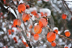 Bright orange kaki persimmons growing on a tree in winter at Shirakawa-go, Japan