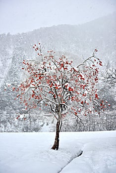 Bright orange kaki persimmons growing on a tree in winter at Shirakawa-go, Japan