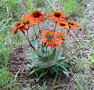 A Bright Orange Kismet Echinacea Plant