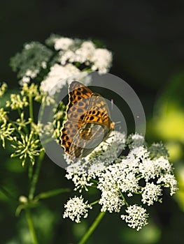 Bright orange large mother of pearl butterfly sitting on a white flower against blurred green grass. Close up.