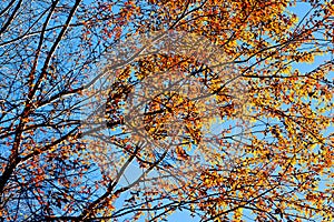 Bright orange leaves of the trees against the blue sky