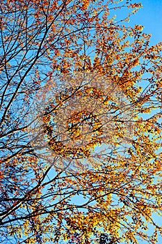 Bright orange leaves of the trees against the blue sky