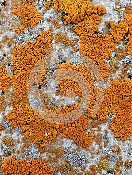 Bright orange lichen groups on lichen covered arctic rock
