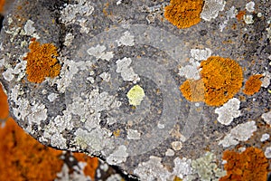 bright orange lichen on a large stone