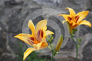 Bright orange lilies bloom on a flowerbed in a summer garden