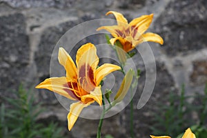 Bright orange lilies bloom on a flowerbed in a summer garden