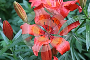 Bright orange lilies bloom in the garden