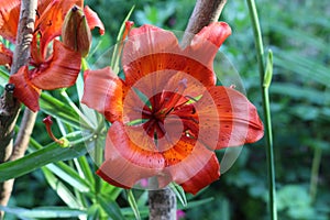 Bright orange lilies bloom in the garden