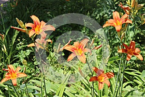 Bright orange lilies bloom in the garden in summer