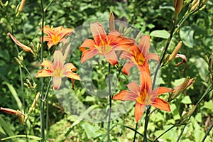 Bright orange lilies bloom in the garden in summer