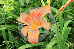 Bright orange lilies bloom on a summer day  in the garden