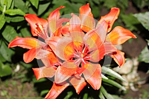 Bright orange lilies bloom on a summer evening in the garden