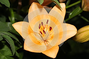 Bright orange lilies bloom on a summer evening in the garden