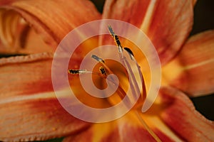 Bright orange lily flower with pistil, stamen and petals soft focused macro shot