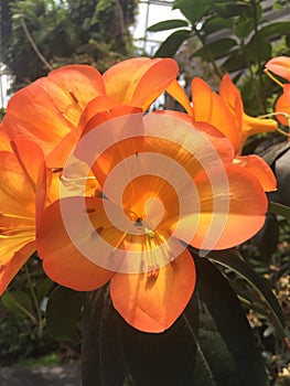 Bright orange lily Lillum surrounded by green foliage photo