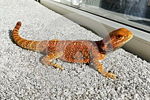 Bright orange lizard-bearded Agama