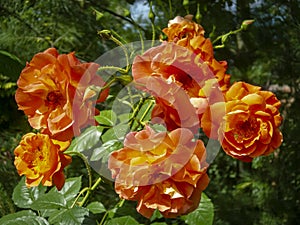 Bright orange lovely bunch of rose Westerland with green leaves background.