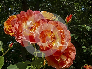 Bright orange lovely bunch of rose Westerland with green leaves background.