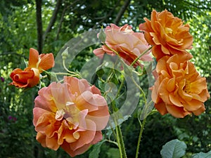 Bright orange lovely bunch of rose Westerland with green leaves background.