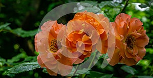 Bright orange lovely bunch of rose Westerland with green leaves background.