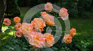 Bright orange lovely bunch of rose Westerland with green leaves background.