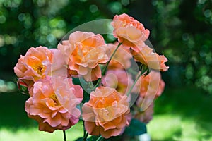 Bright orange lovely bunch of rose Westerland with green leaves background. Selective focus. Lyric motif for design.