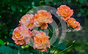 Bright orange lovely bunch of rose Westerland with green leaves background. Selective focus. Lyric motif for design.