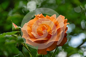 Bright orange lovely rose Westerland with green leaves background. Selective focus. Lyric motif for design. Flower rose landscape