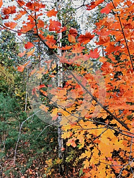 Bright orange  maple, green  birches, pines in october wood