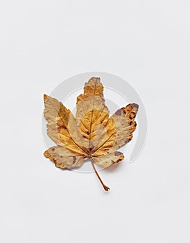Bright orange maple leaf on white background isolated